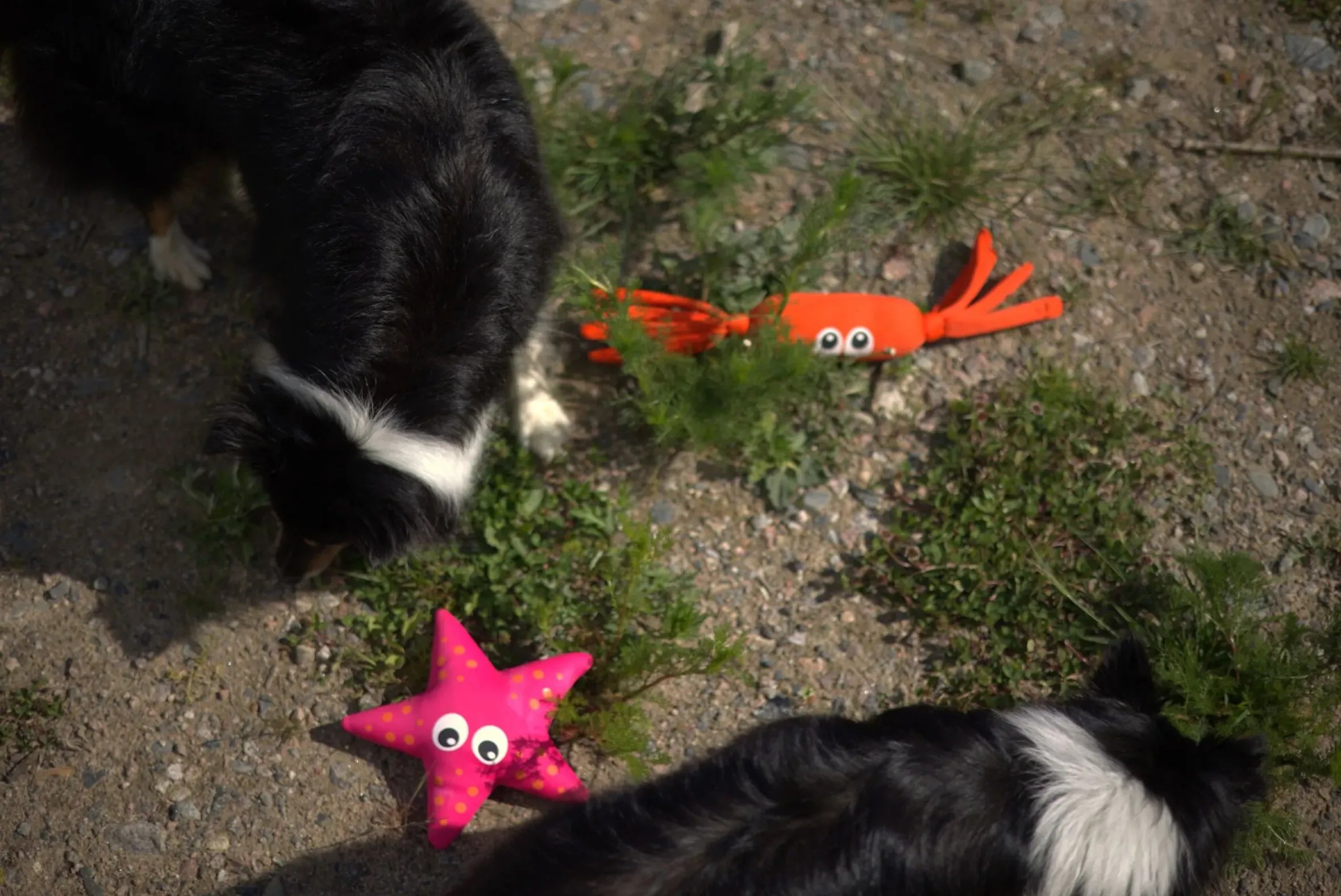 Icepeak Pet Coral Floating Toy