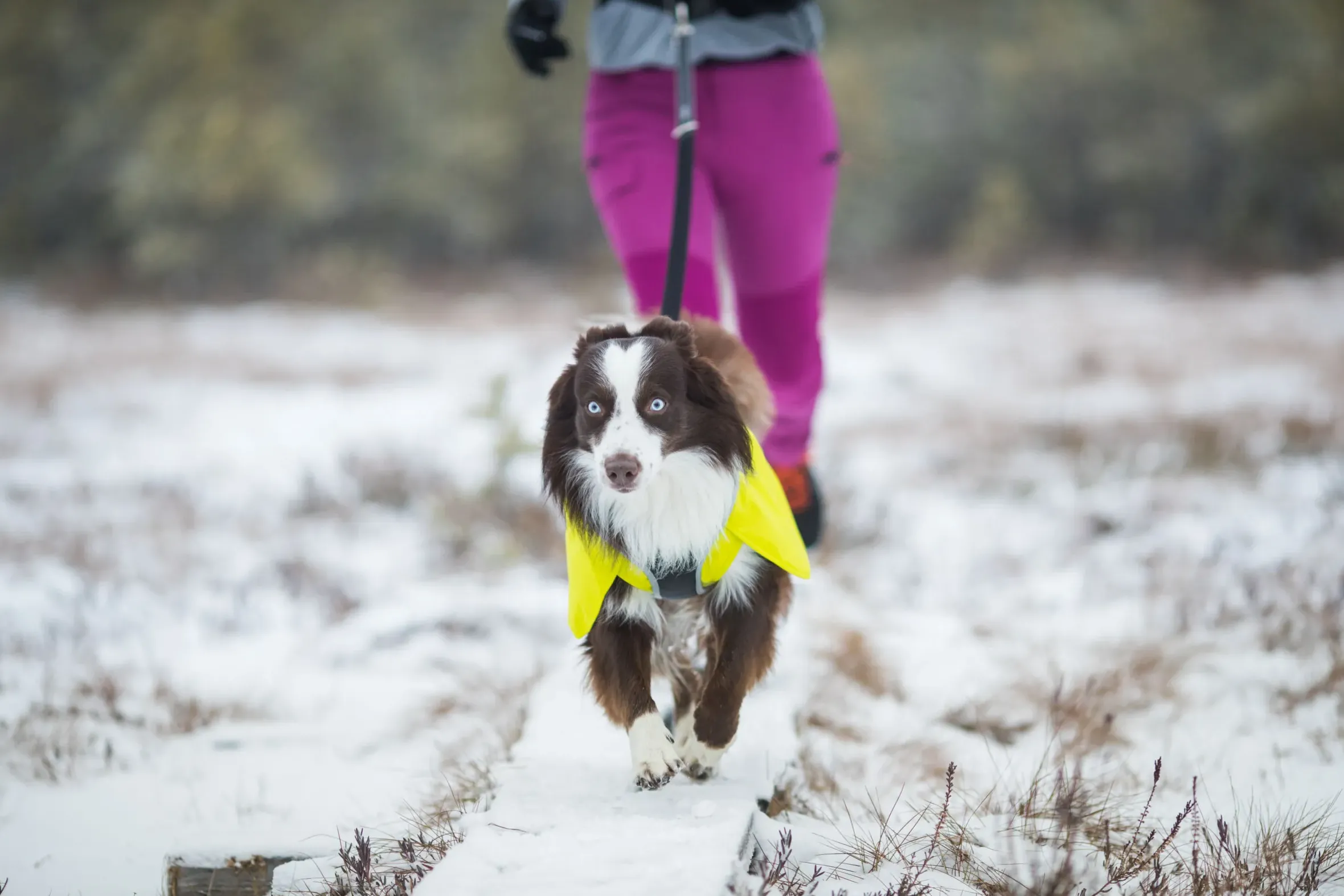 Icepeak Pet Strike raincoat