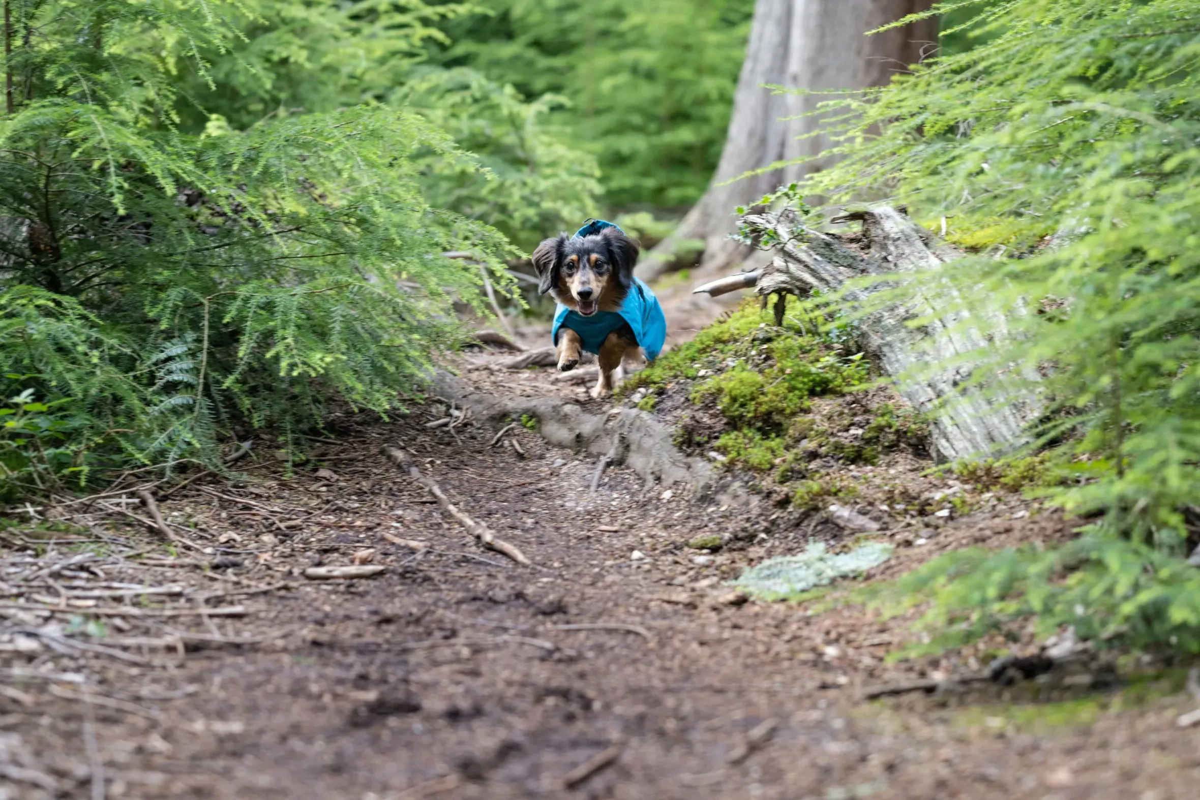 Icepeak Pet Strike raincoat