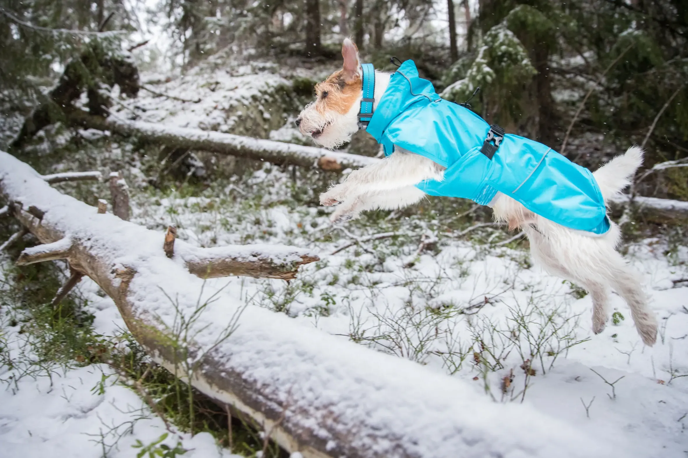 Icepeak Pet Strike raincoat