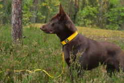 Rukka Pets Biodipro Collar