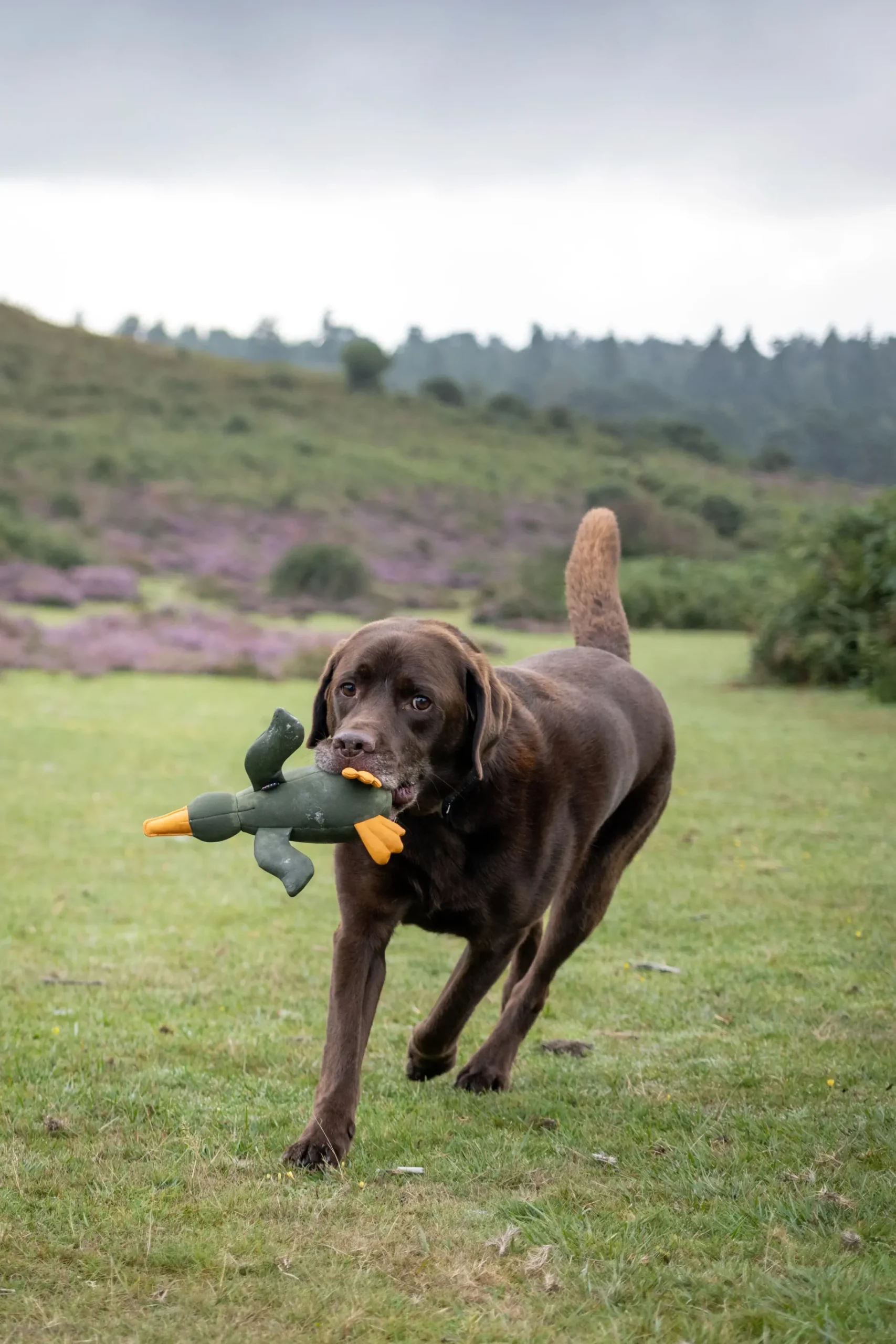 Rukka Pets Bird Floating Toy