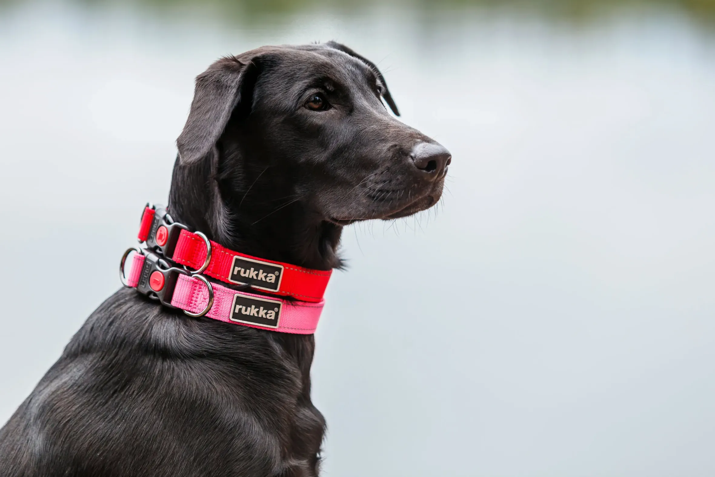 Rukka Pets Bliss collar