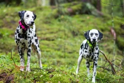 Rukka Pets Bliss neon collar