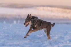 Rukka Pets Bliss x trek Harness
