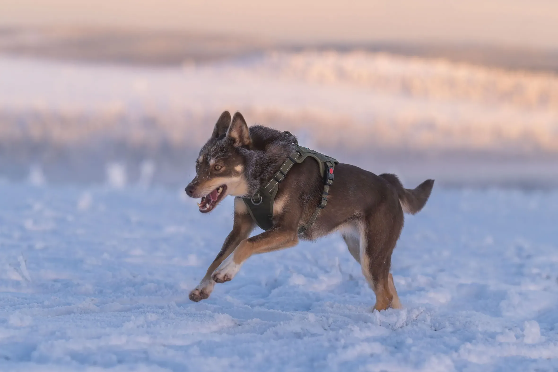 Rukka Pets Bliss x trek Harness