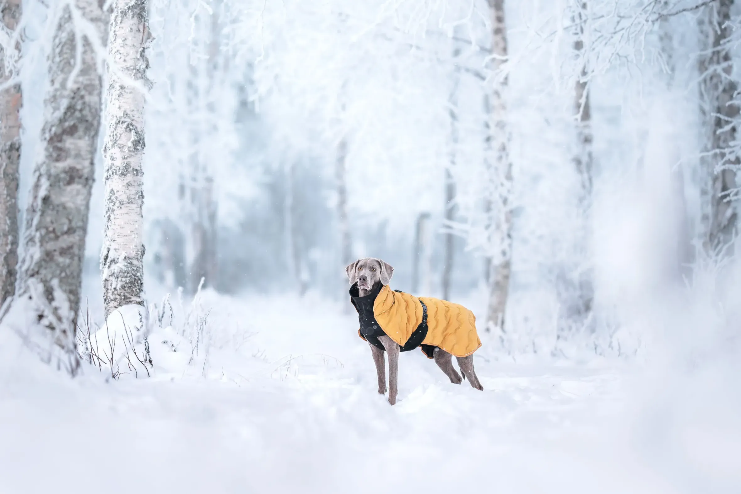 Rukka Pets Bubble Coat