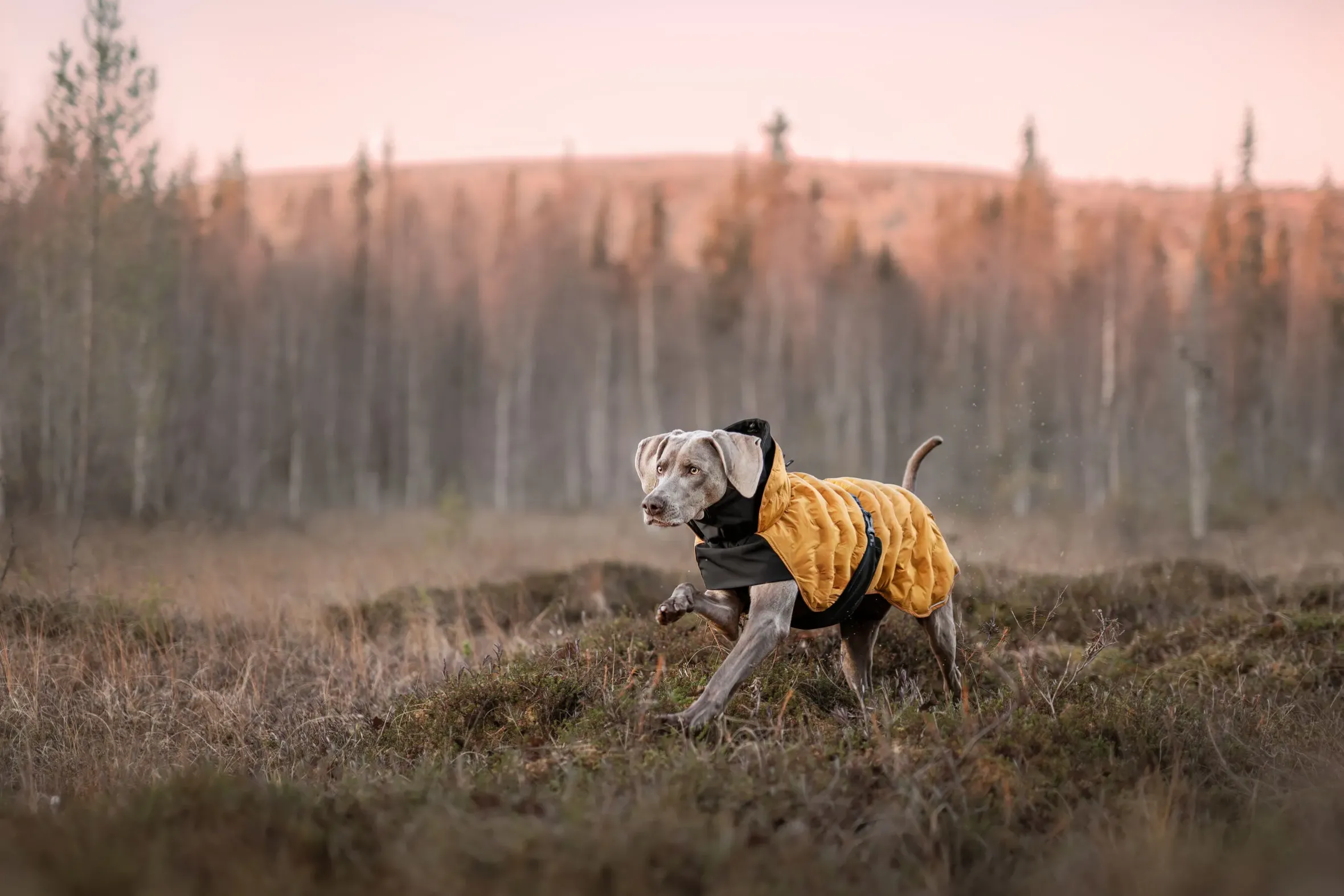 Rukka Pets Bubble Coat