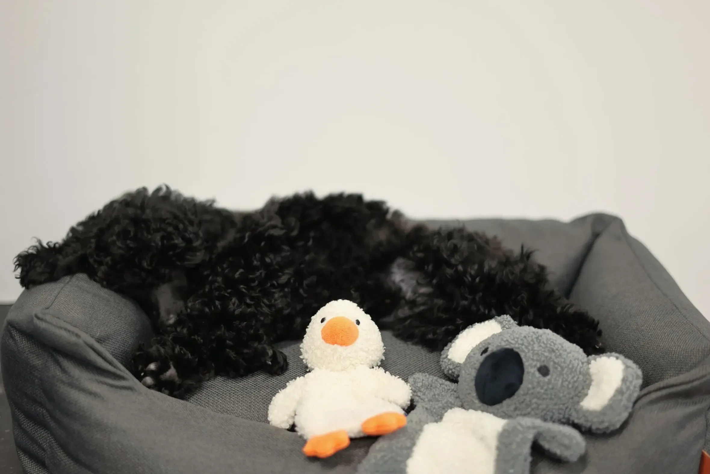 Rukka pets Calm Koala Toy