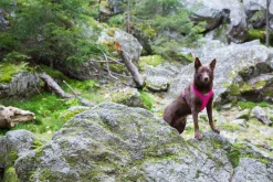 Rukka Pets Comfort air harness