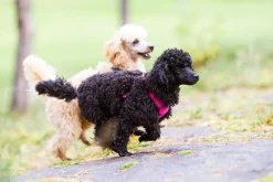 Rukka Pets Comfort air harness