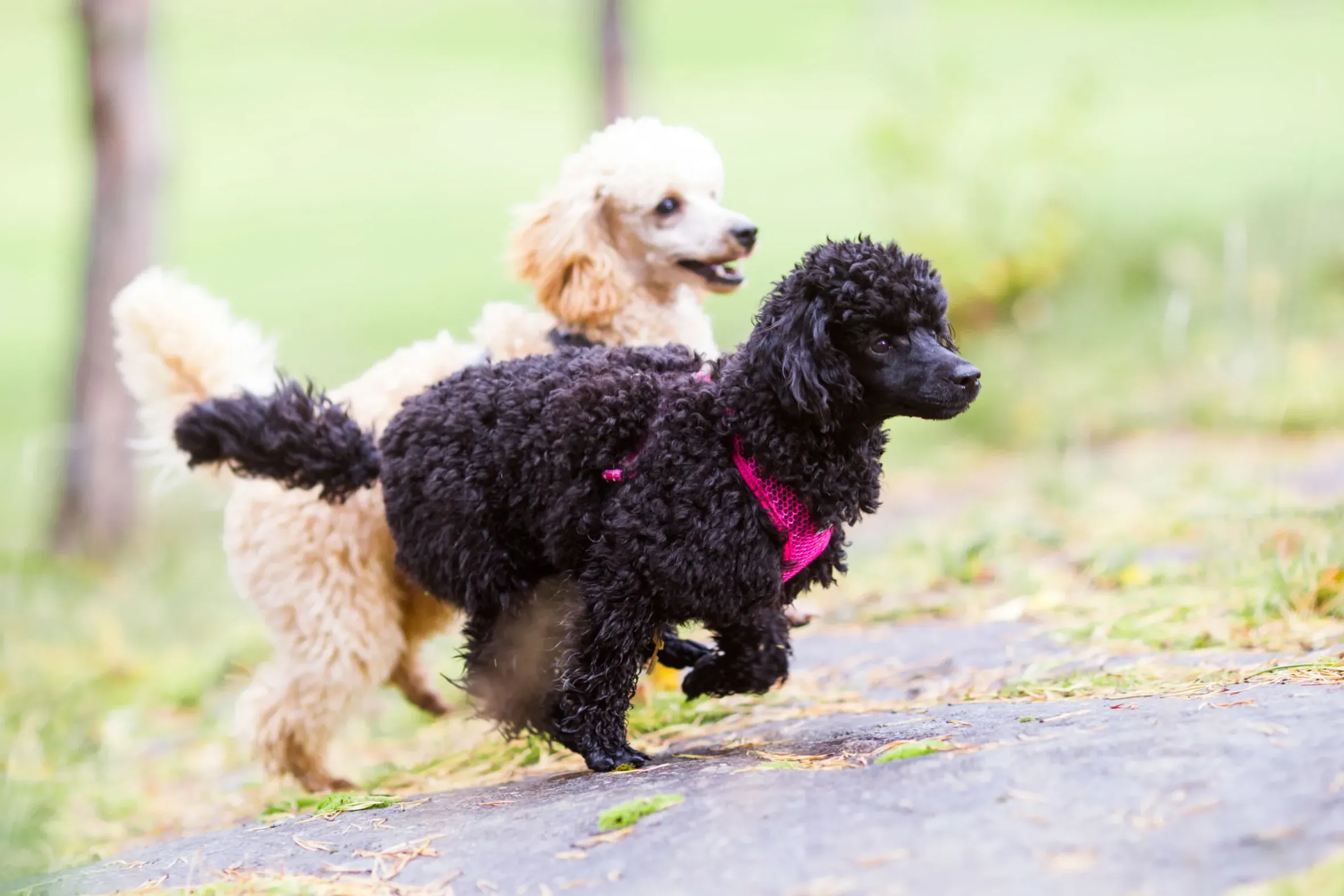 Rukka Pets Comfort air harness