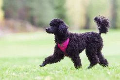Rukka Pets Comfort air harness
