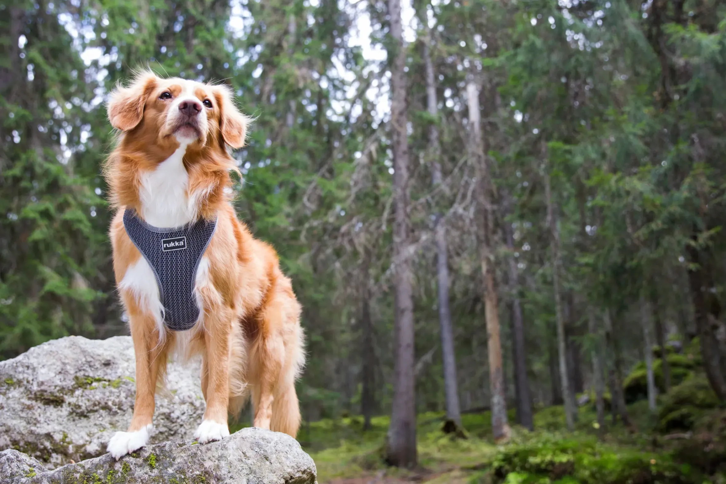 Rukka Pets Comfort air harness