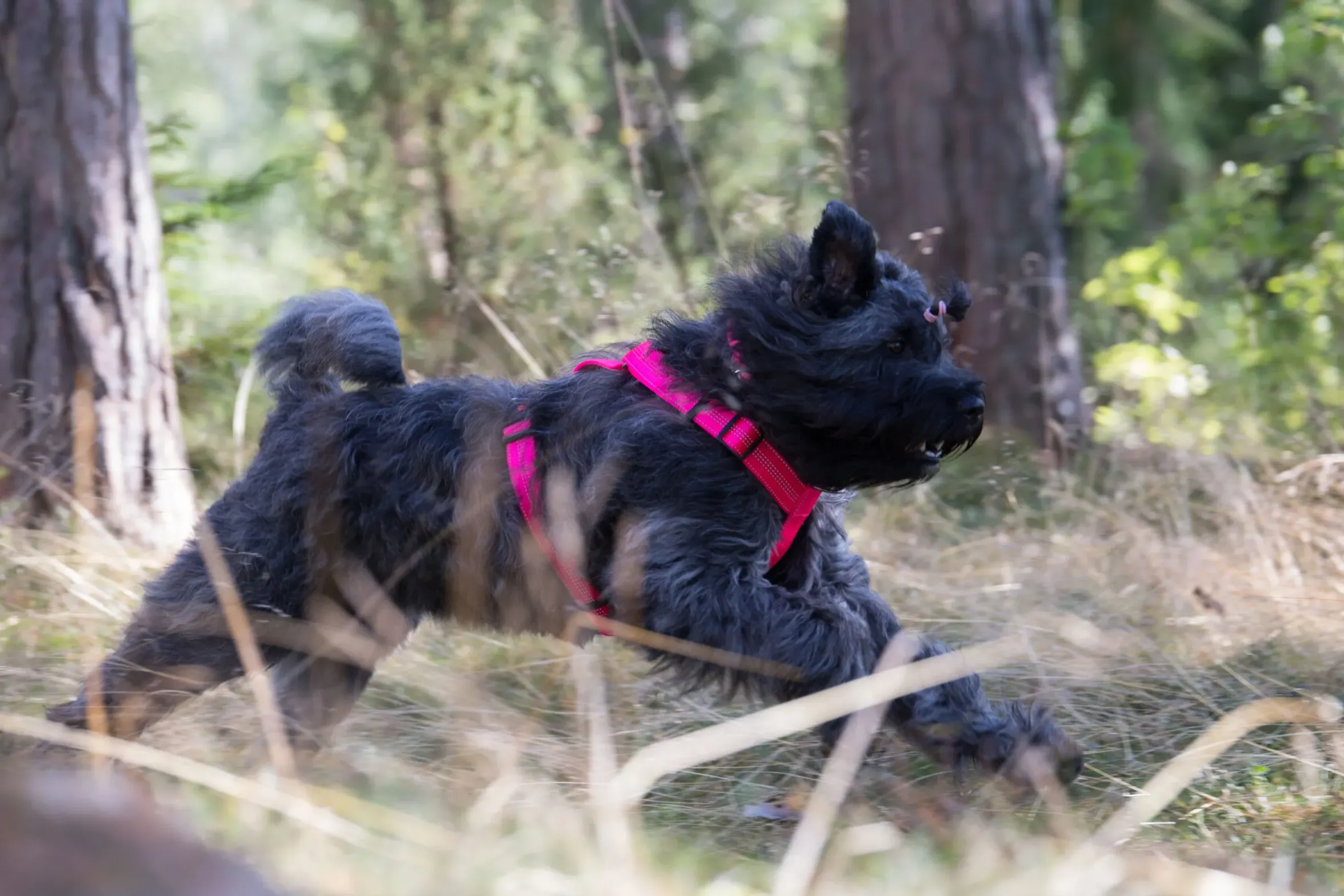Rukka Pets Form neon harness