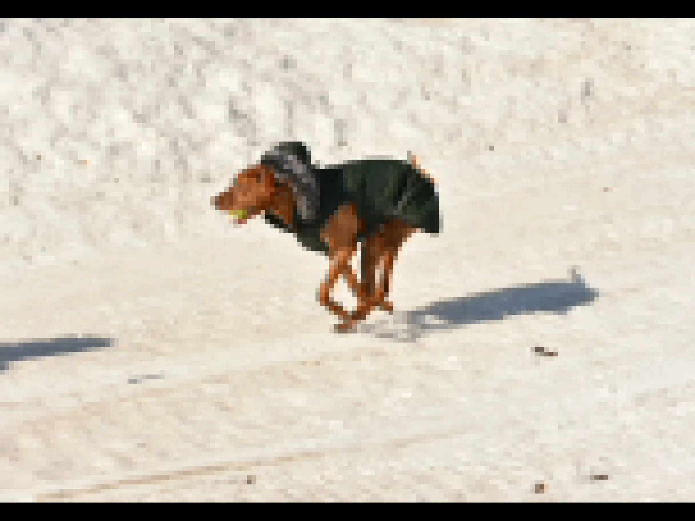 Rukka Pets Frostbiter parka