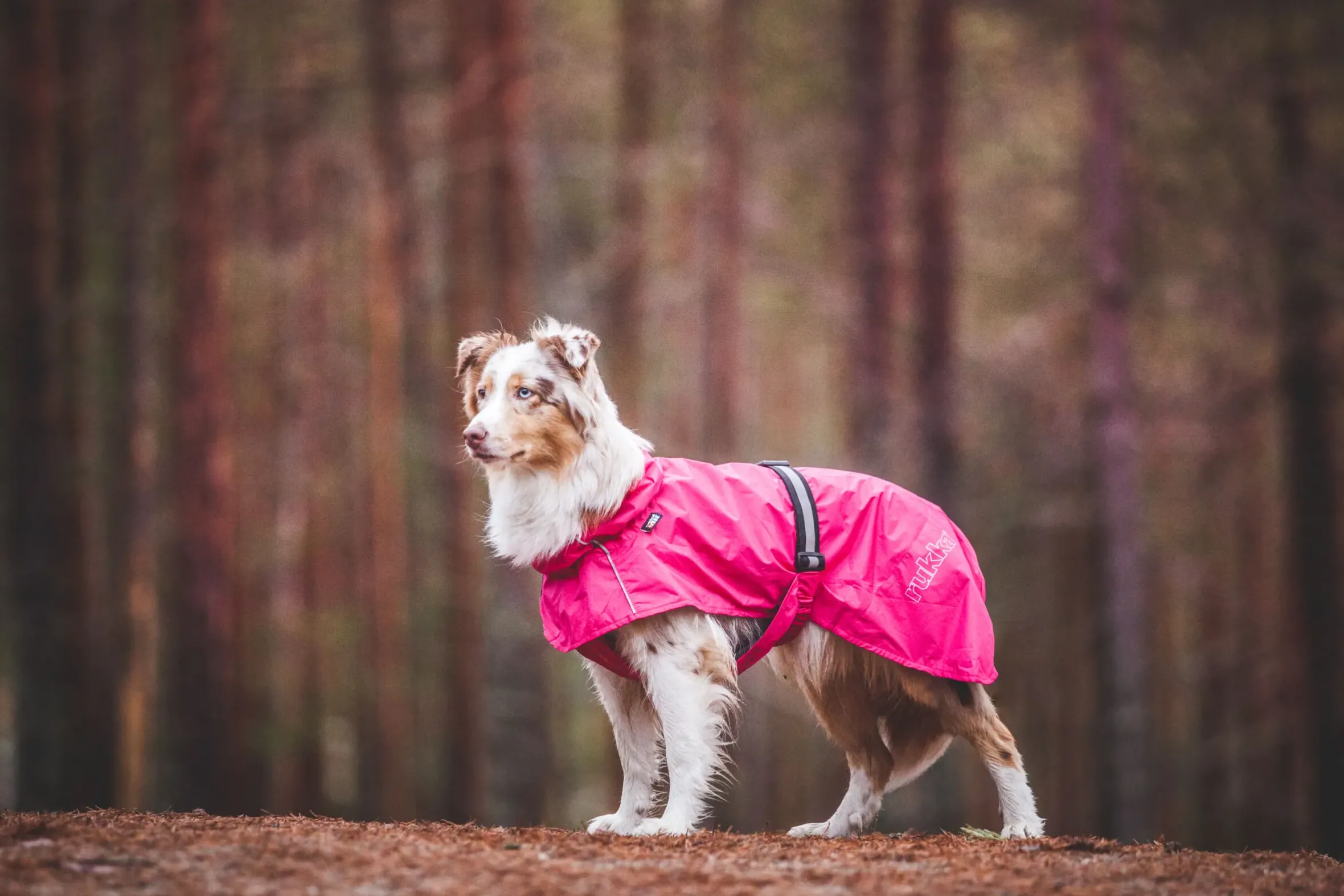 Rukka Pets Hase raincoat