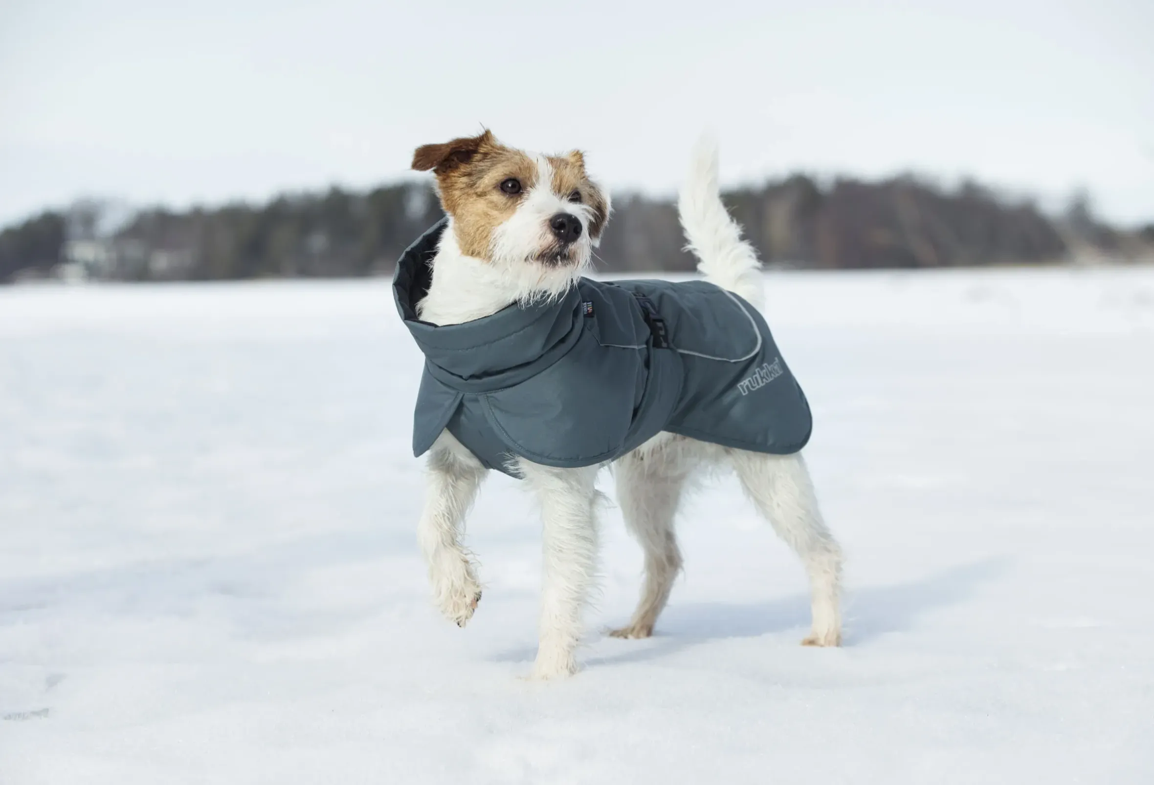 Rukka Pets Stormy coat