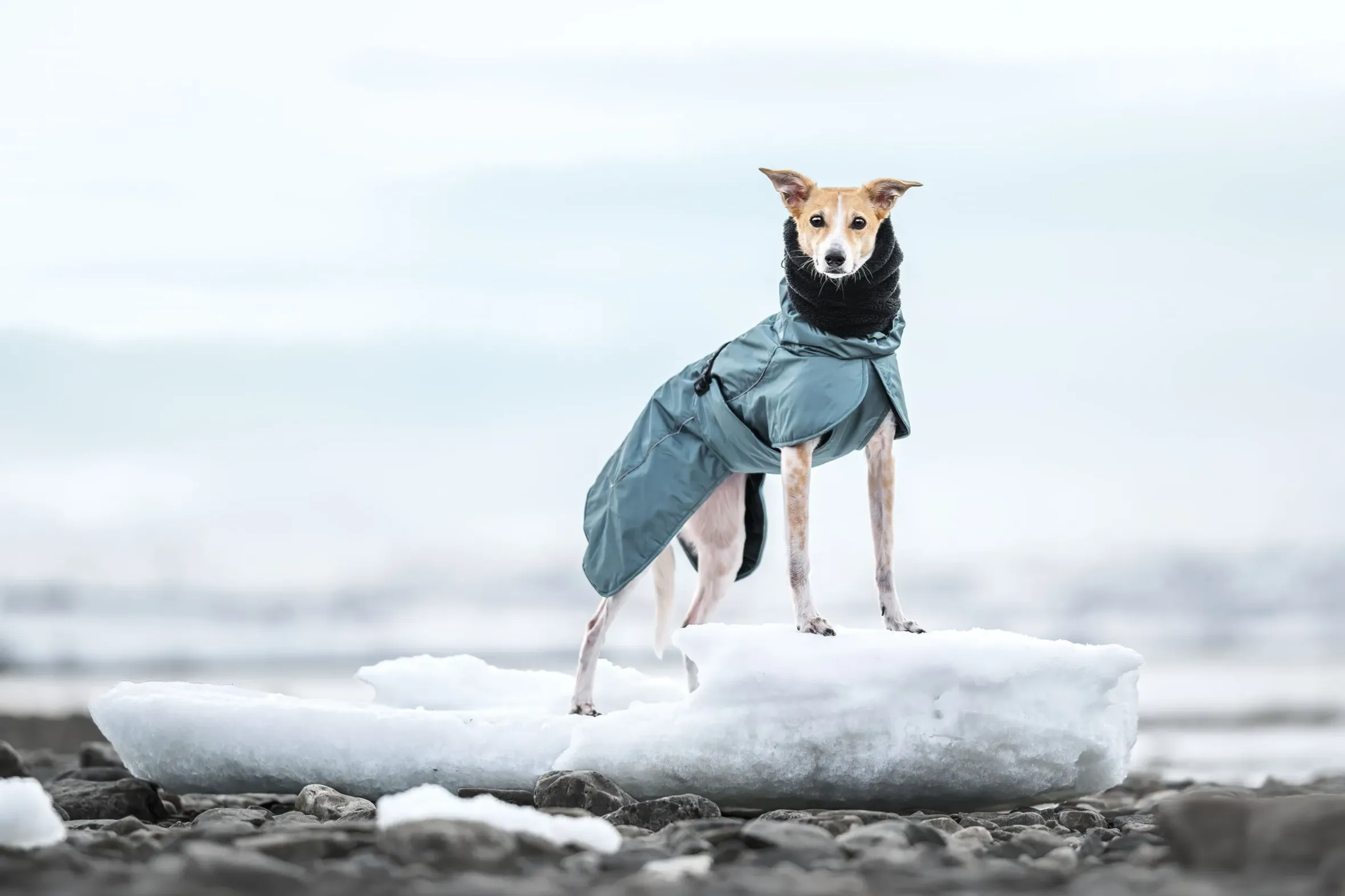 Rukka Pets Stormy coat