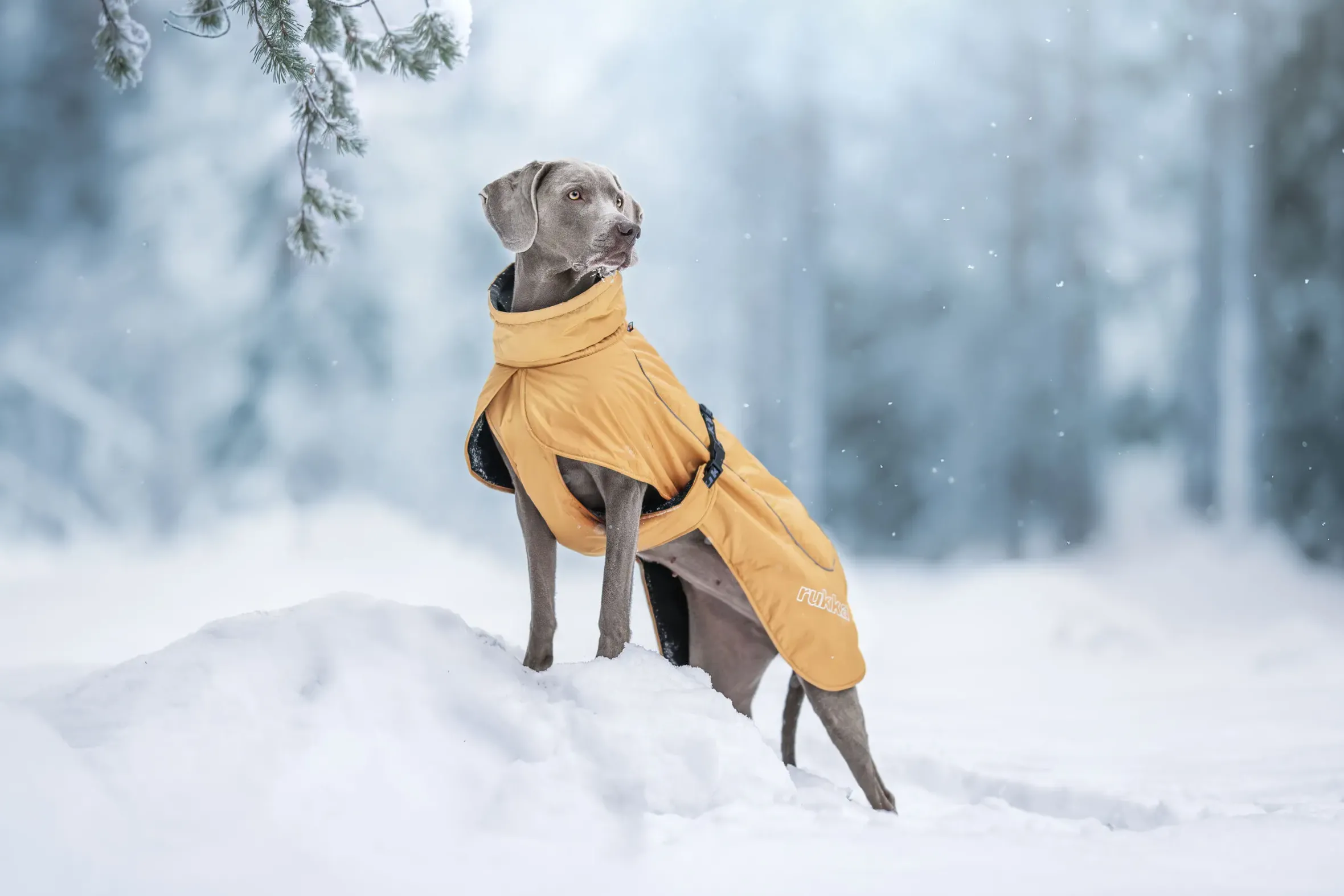 Rukka Pets Stormy coat
