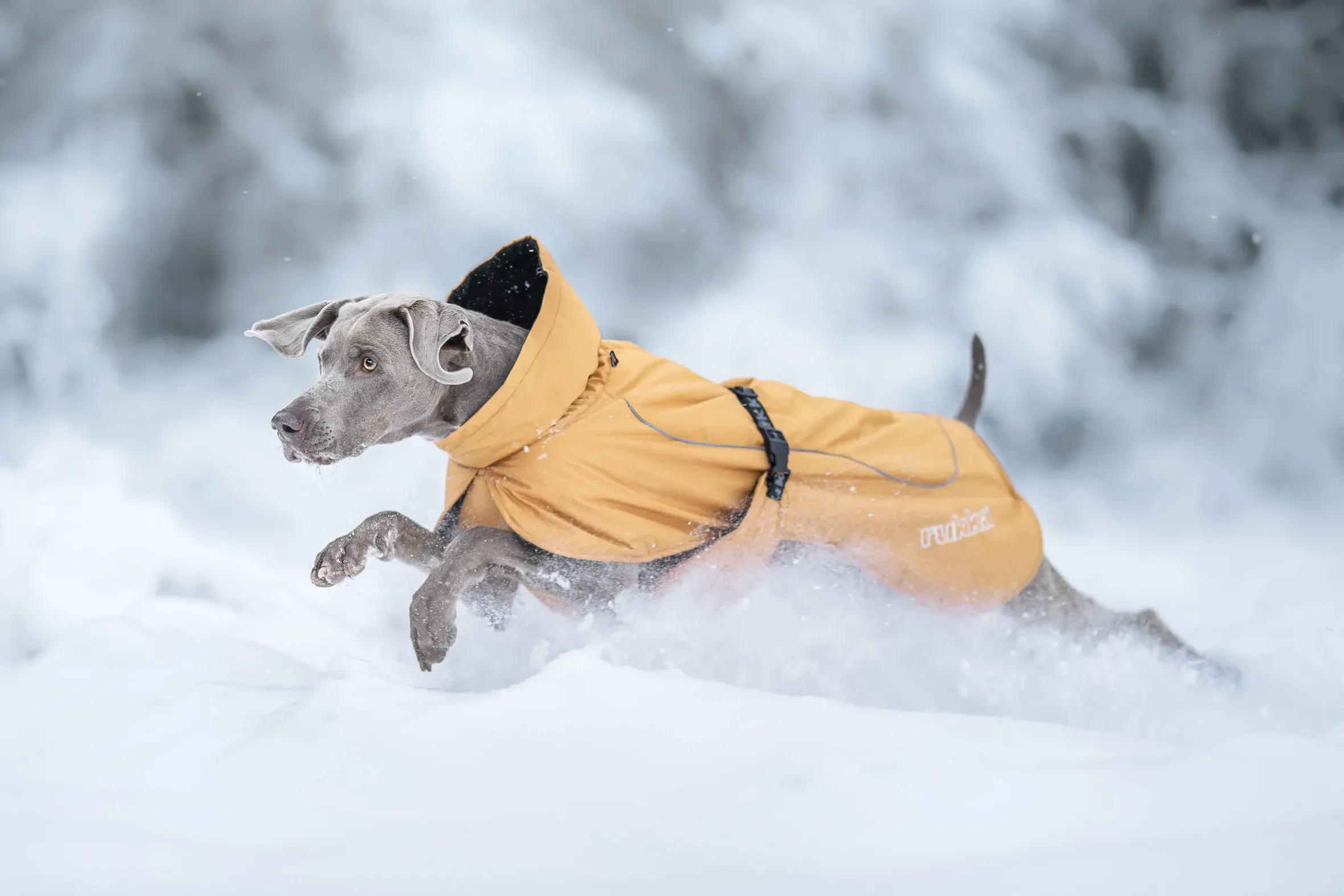 Rukka Pets Stormy coat