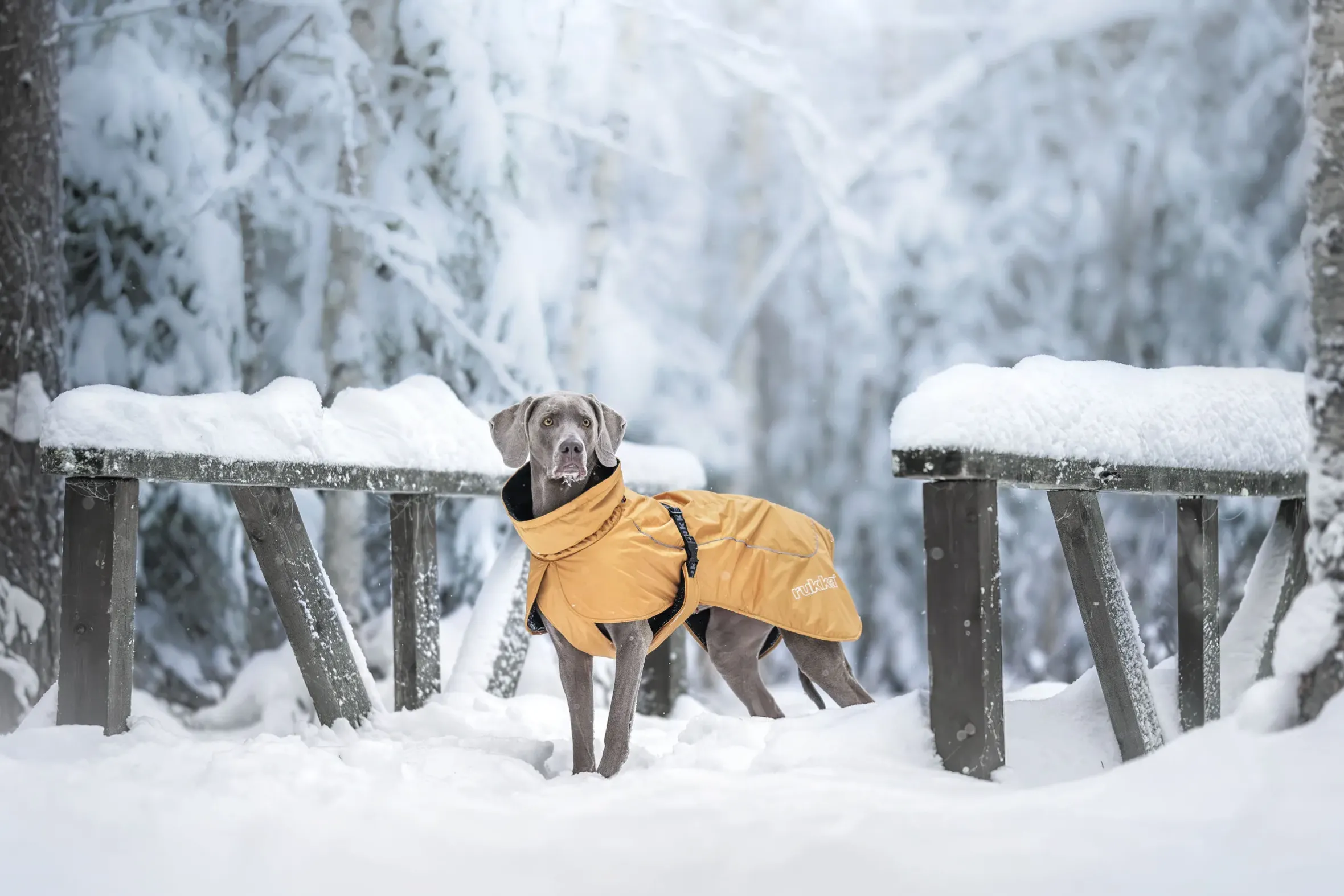 Rukka Pets Stormy coat