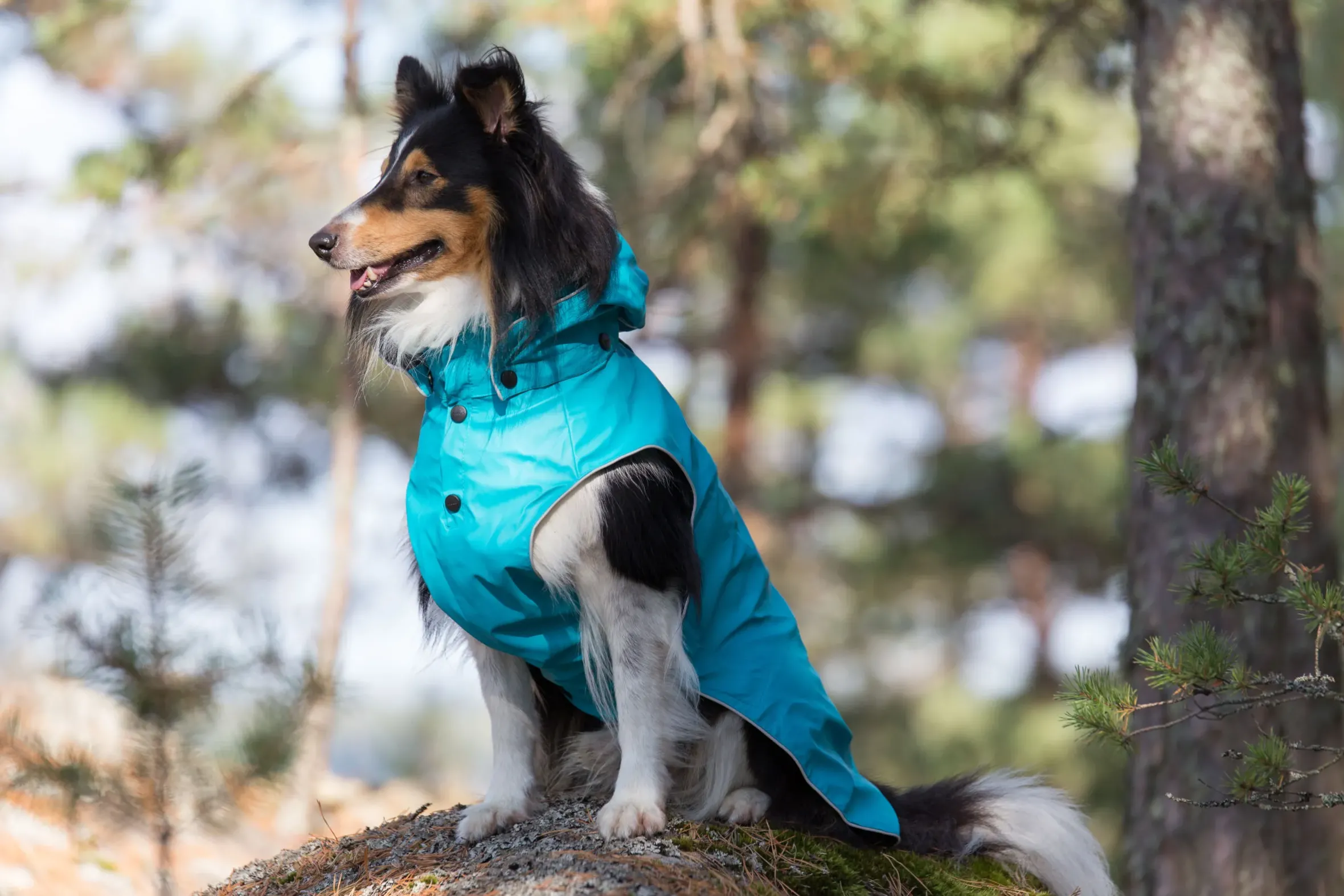 Rukka Pets Stream raincoat