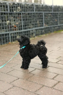 Rukka Pets Tiny Collar
