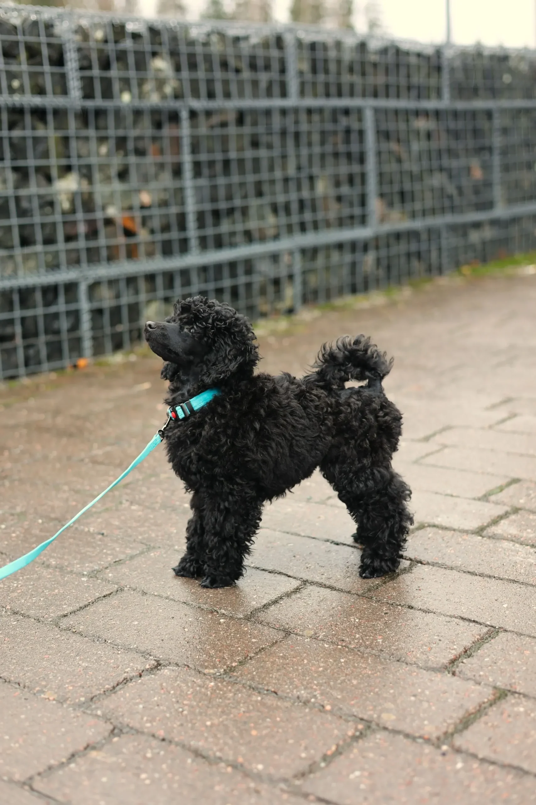 Rukka Pets Tiny Collar