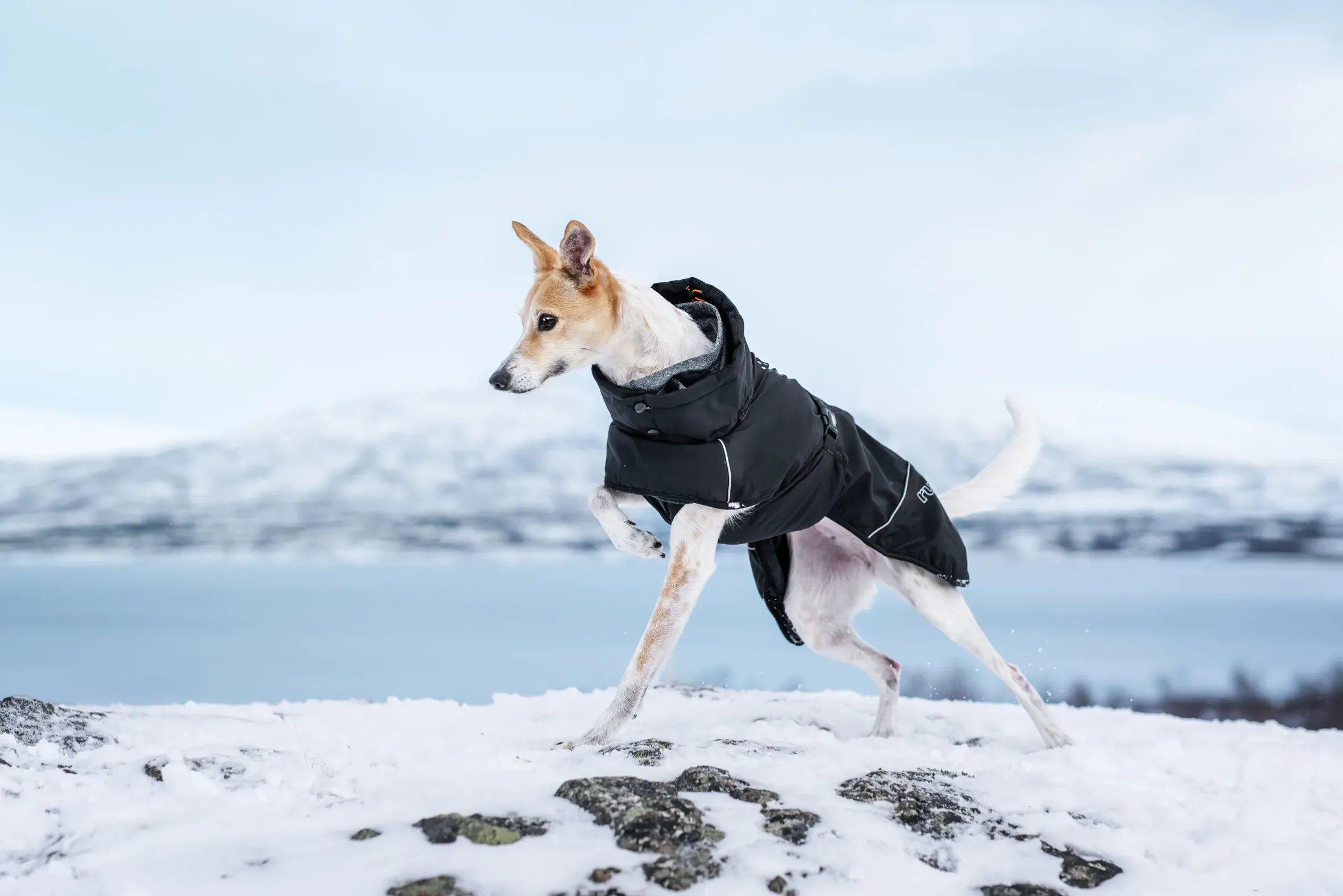 Rukka Pets Warmup 2.0 coat