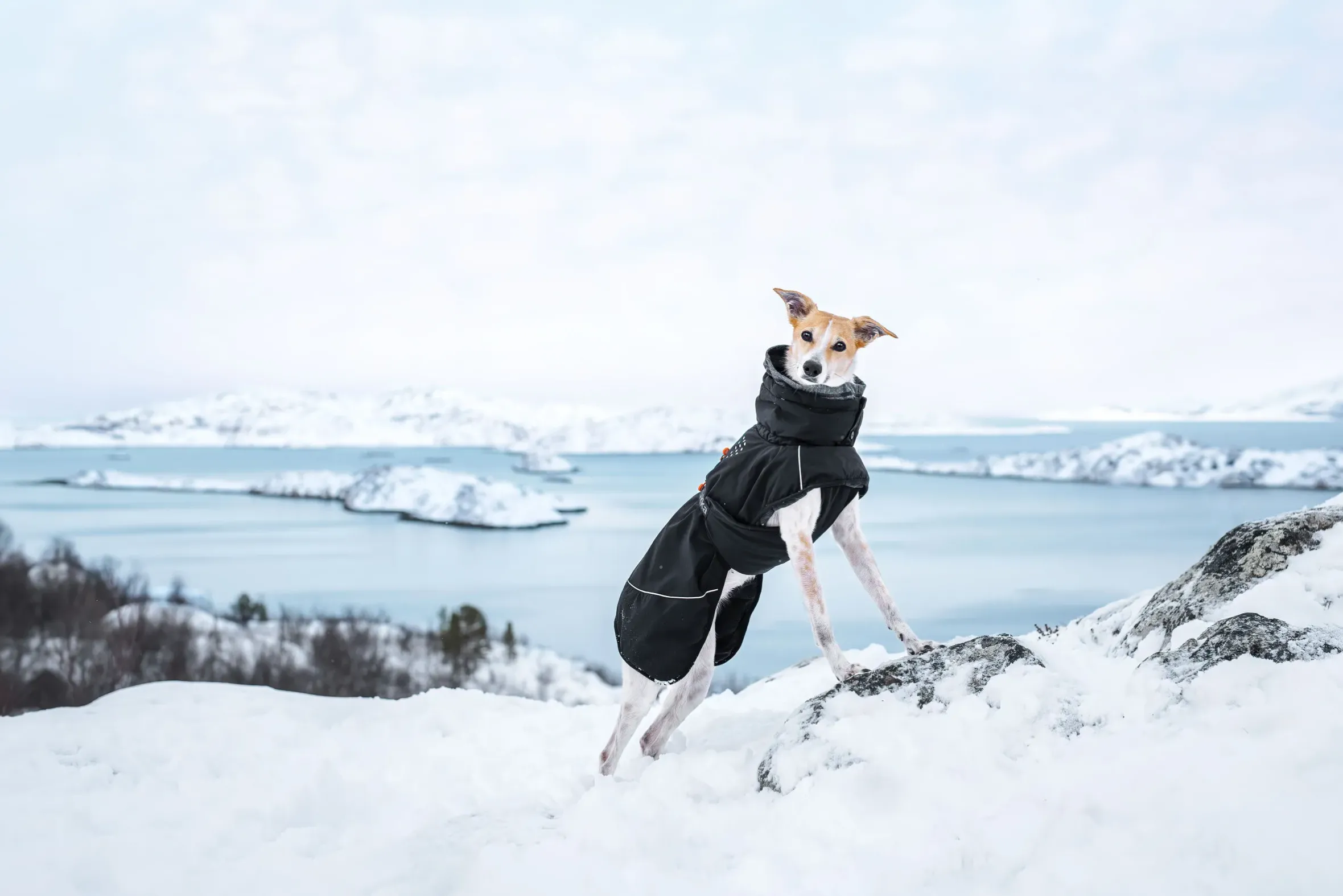 Rukka Pets Warmup 2.0 coat