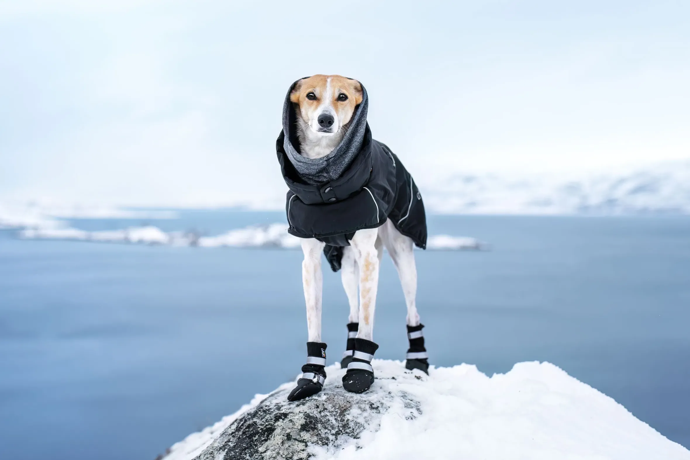 Rukka Pets Warmup 2.0 coat
