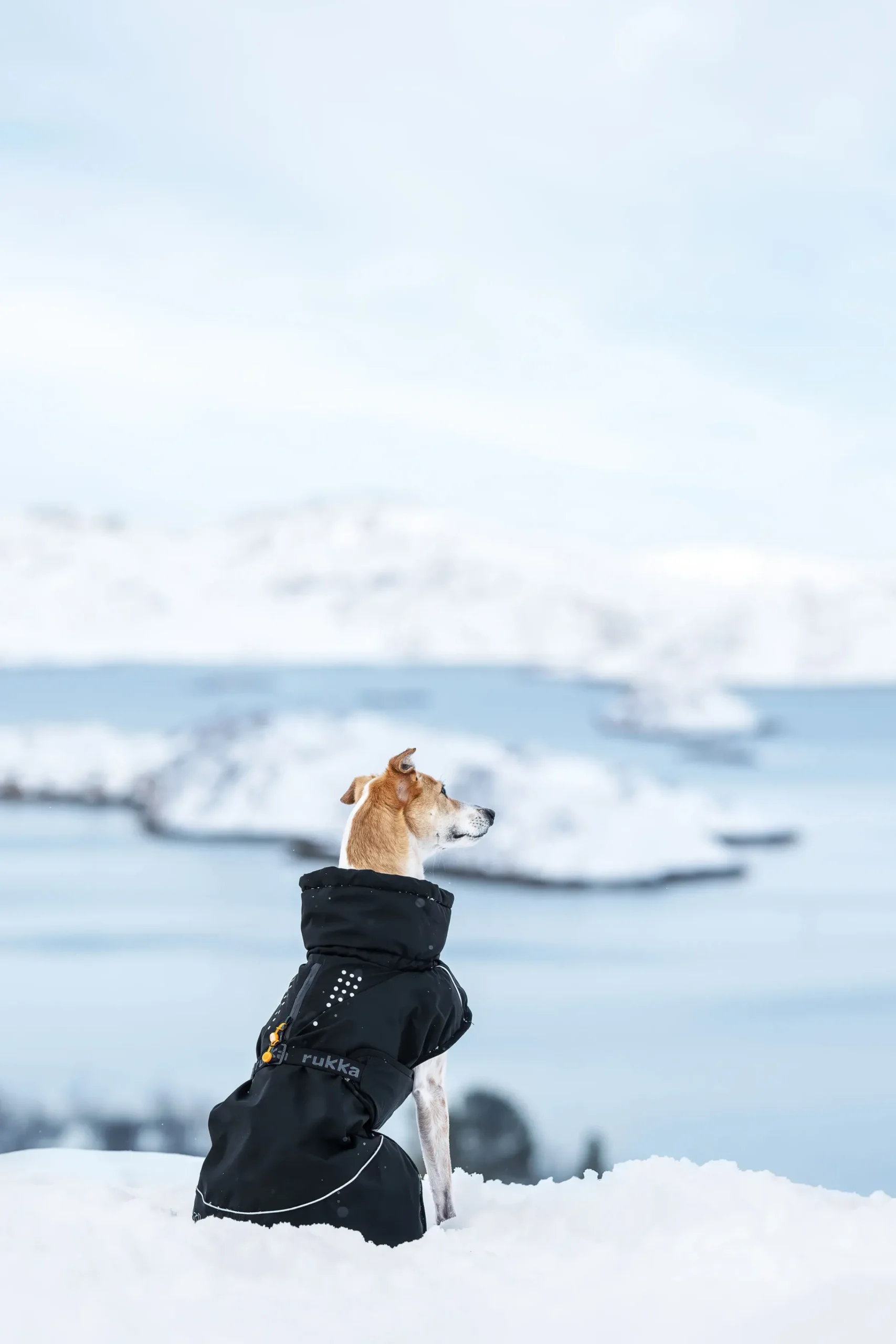 Rukka Pets Warmup 2.0 coat