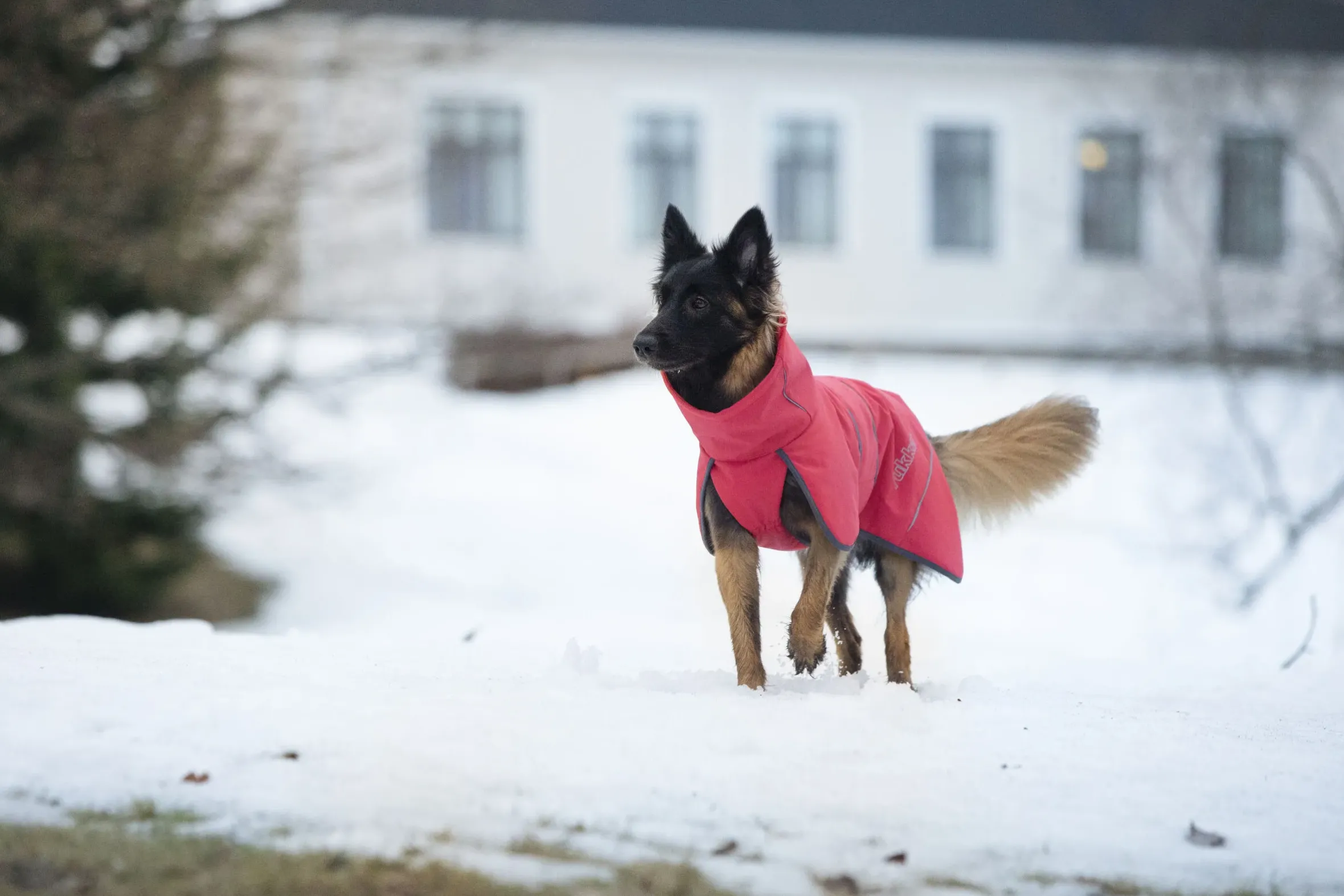 Rukka Pets Windy thermal jacket